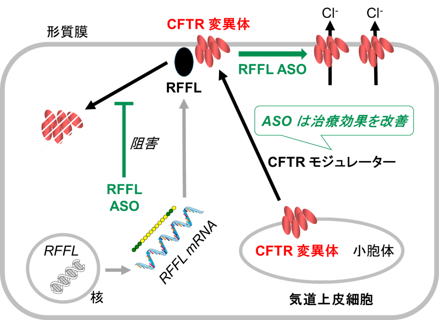 気道上皮細胞におけるRFFL標的アンチセンス核酸（RFFL ASO）の働き