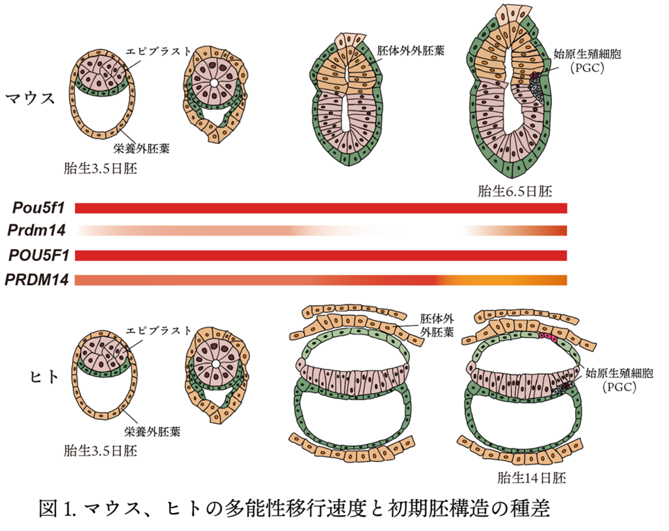 図１．マウス、ヒトの多能性移行速度と初期胚構造の種差