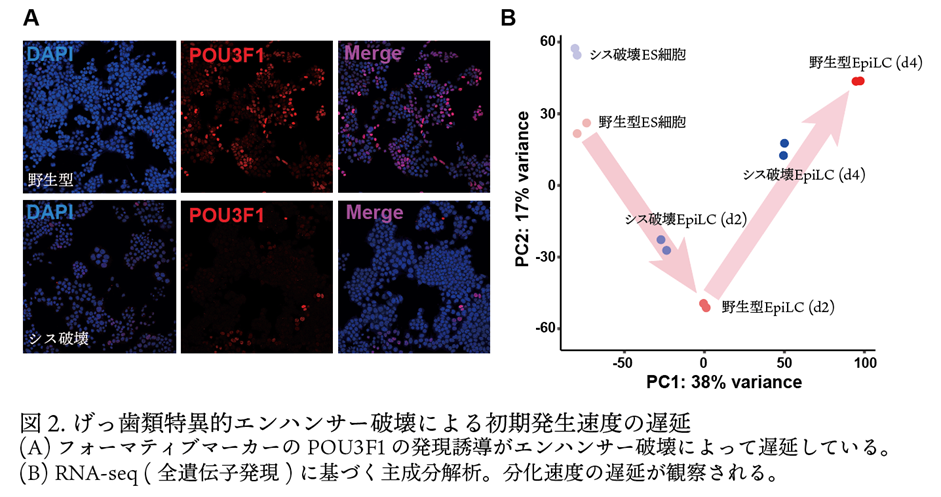 図２．げっ歯類特異的エンハンサー破壊による初期発生速度の遅延