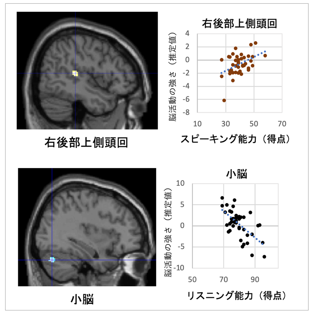 図3. 顔が見える条件におけるシャドーイング時の脳活動と熟達度の関係