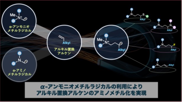 図1：本研究で開発した反応の概要。α-アンモニオメチルラジカルを利用することで、アルキル置換アルケンから多様な第3級アルキルアミンの合成が可能に。