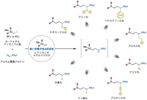 図3：本研究の戦略。α-アンモニオメチルラジカルを利用することで、アルキル置換アルケンから多様な官能基をもつ第3級アルキルアミンの合成が可能に。