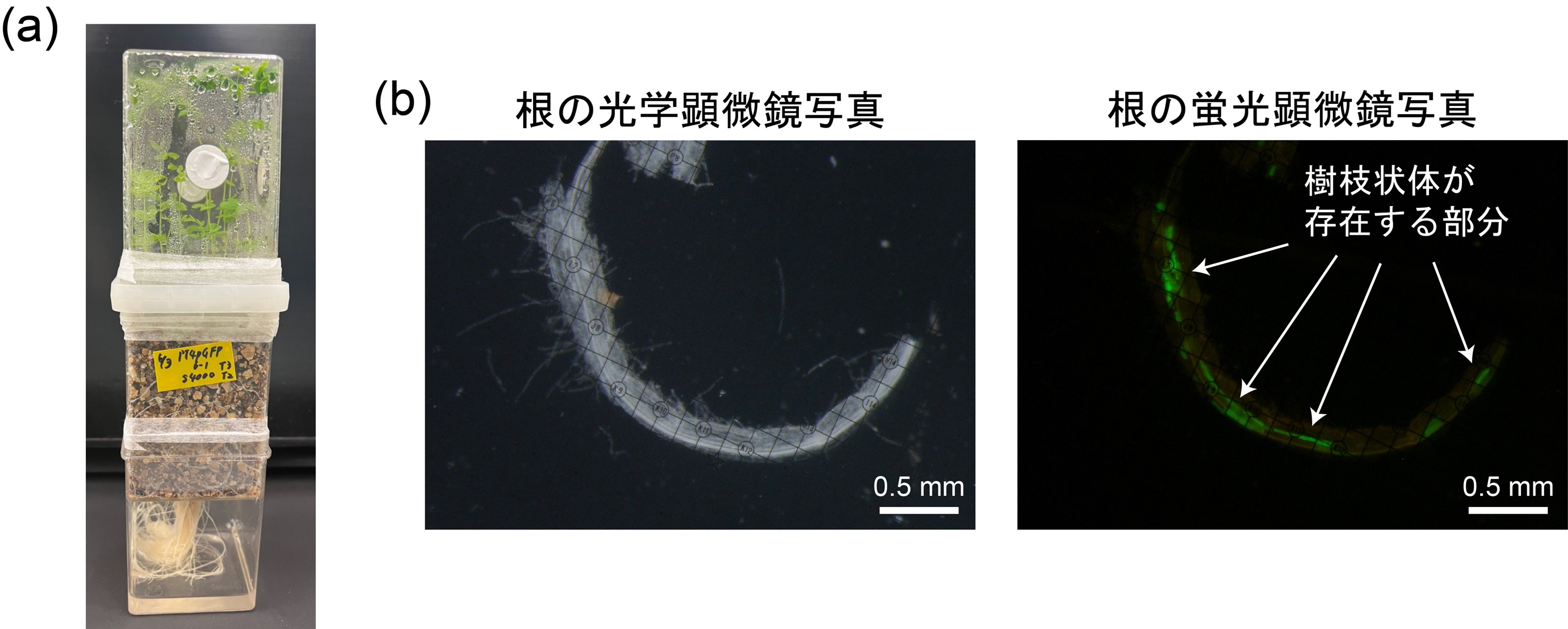 図1：AM菌を感染させたミヤコグサ(a)とその根の切片の光学顕微鏡写真および蛍光顕微鏡写真(b)。蛍光顕微鏡写真では、緑色蛍光タンパク質（GFP）により樹枝状体が存在する部分を特定することができる。