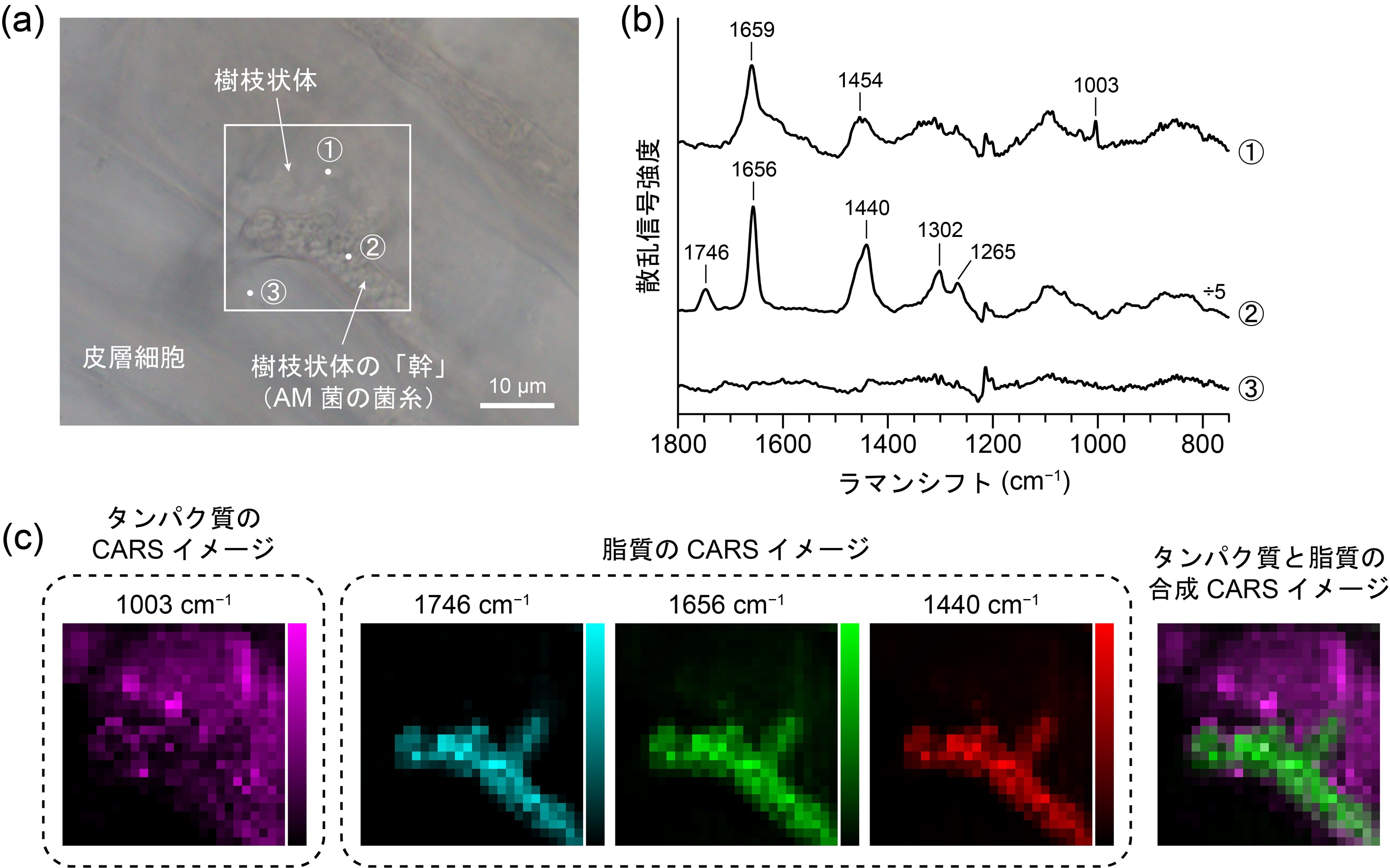 図2：樹枝状体を含む根の領域の光学顕微鏡写真(a)、①～③の各点で測定したラマンスペクトル(b)、ラマンスペクトル中のピークを用いて作成したタンパク質および脂質のCARSイメージ(c)。①は樹枝状体内部、②は樹枝状体の「幹」に相当するAM菌の菌糸、③は樹枝状体の外の皮層細胞に対応する。①、②のラマンスペクトルはそれぞれ、タンパク質および脂質に特徴的なパターンを示すのに対して、③のラマンスペクトルには目立ったピークは観測されていない。