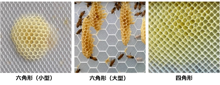 写真2：観察されたミツバチの巣作りの様子。左：六角形（小型）、中央：六角形（大型）、右：四角形の巣礎。