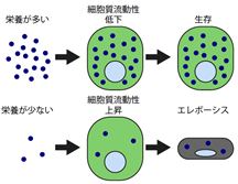 図4 栄養の量による腸細胞運命決定のモデル