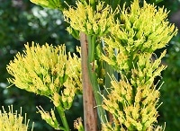 近くで見たリュウゼツラン