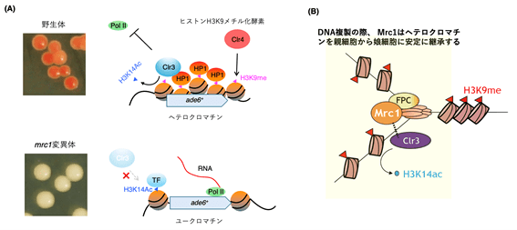 図２：Mrc1はヘテロクロマチンの安定な維持・継承を促進する