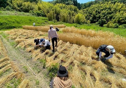 黄金色に実った大麦の穂を手鎌で刈り取る