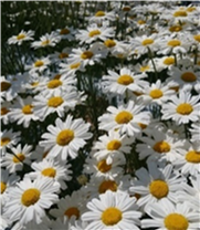 除虫菊