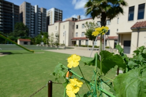 学習菜園
