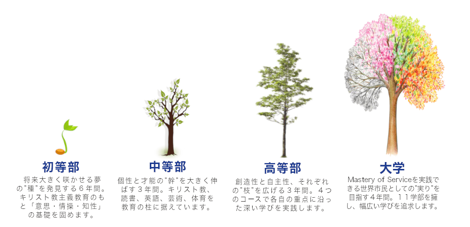 一貫教育の木