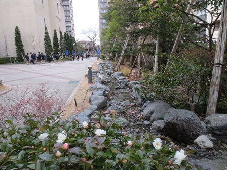 山茶花(さざんか)の花。