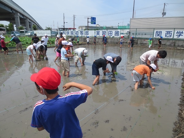「田植えをする5年生」