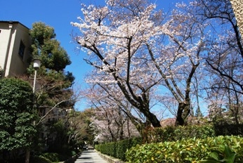 西宮上ケ原キャンパス　日本庭園の桜（4/4午前撮影）