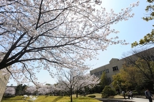 西宮上ケ原キャンパス内の桜