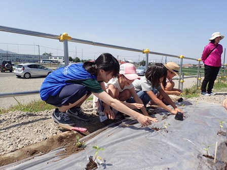 ヒマワリを植える学生と子どもたち