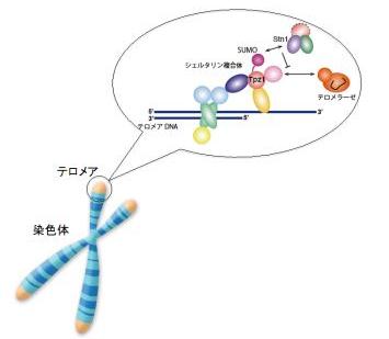 図．テロメアの構造とテロメアの長さを制御する仕組み