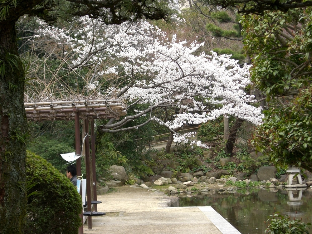 桜 At 日本庭園 関西学院大学 入試情報サイト 桜 At 日本庭園 関西学院大学 入試情報サイト
