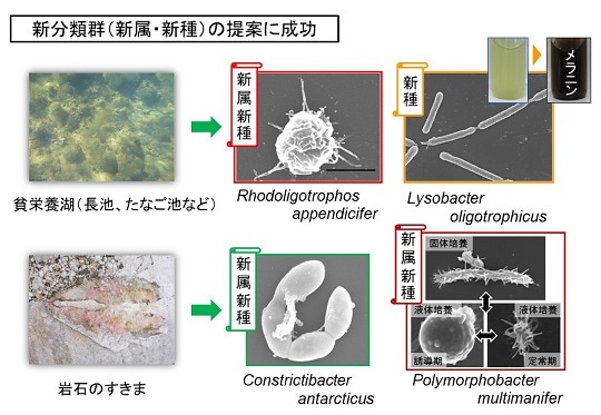 微生物の生きざま2