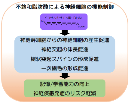 不飽和脂肪酸による神経細胞の機能制御