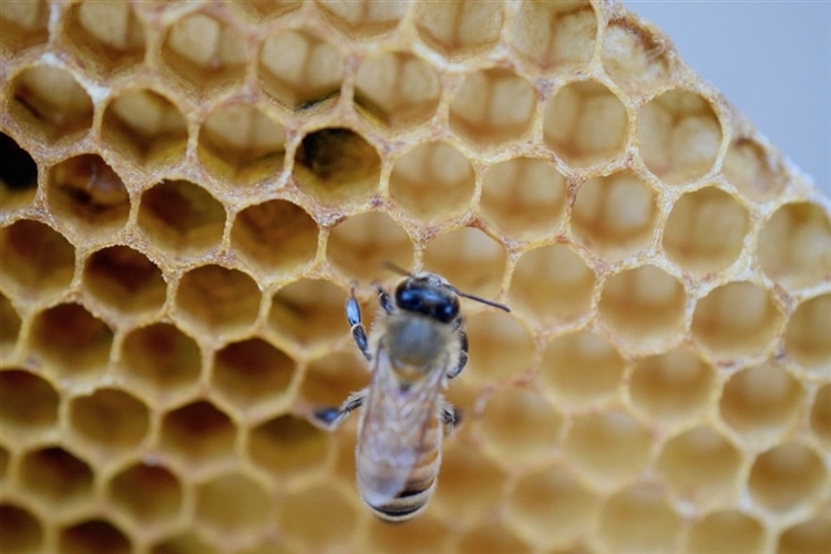 honey bee hive