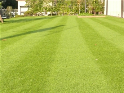 芝生萌える 関西学院初等部 Kwansei Gakuin Elementary School