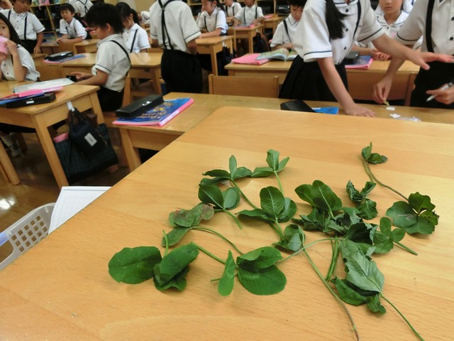 四葉