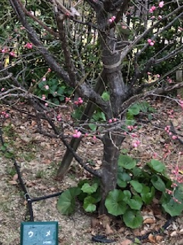 梅の花