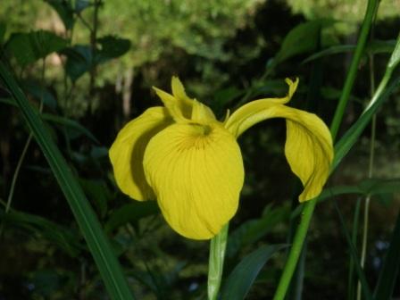 こんな花が咲いています 黄菖蒲 と思います 関西学院大学 千刈キャンプ