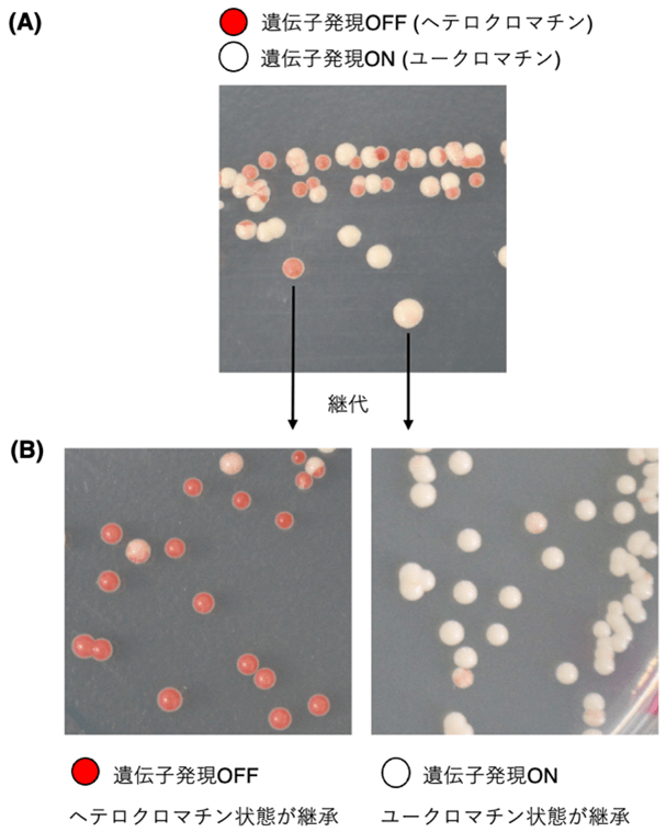 図１：細胞記憶の状態をコロニーの色でモニターできる実験系の作製