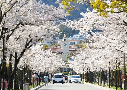 学園花通りから時計台を望む(4月5日撮影)