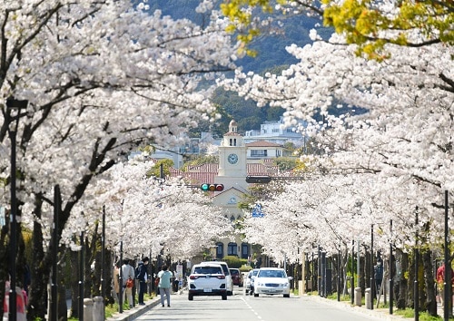 学園花通りから時計台を望む（4月5日撮影）