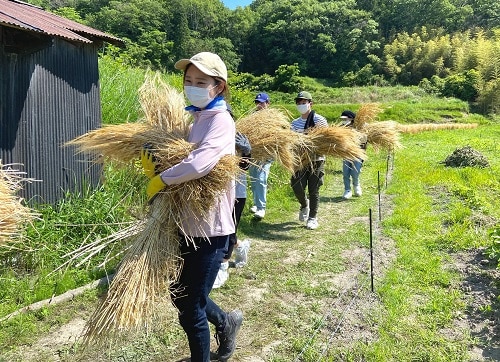 刈り取った大麦を運び出す