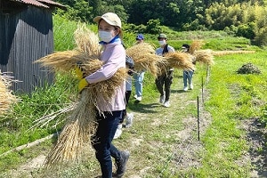 学生団体「Re.colab KOBE」、休耕田を借りて育てた大麦を収穫　里山の再生も視野に