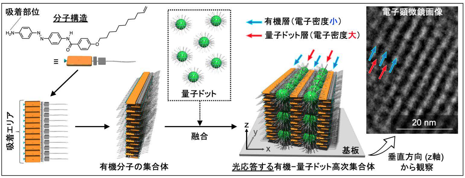 有機–量子ドット高次集合体の形成